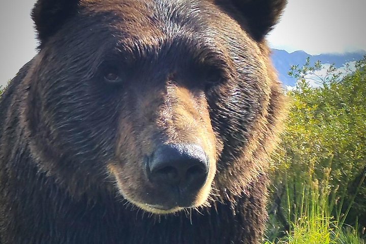 PRISTINE - Wilderness, Wildlife, Glacier Experience in Anchorage | wizardtrip
