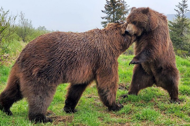 Erkunden Sie Alaskas Wildnis, Tierwelt und Gletscher auf einer malerischen Tour von Anchorage aus, Foto 7 | wizardtrip