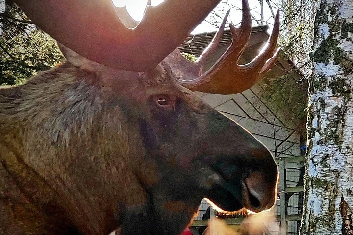 Erkunden Sie Alaskas Wildnis, Tierwelt und Gletscher auf einer malerischen Tour von Anchorage aus, Foto 9 | wizardtrip
