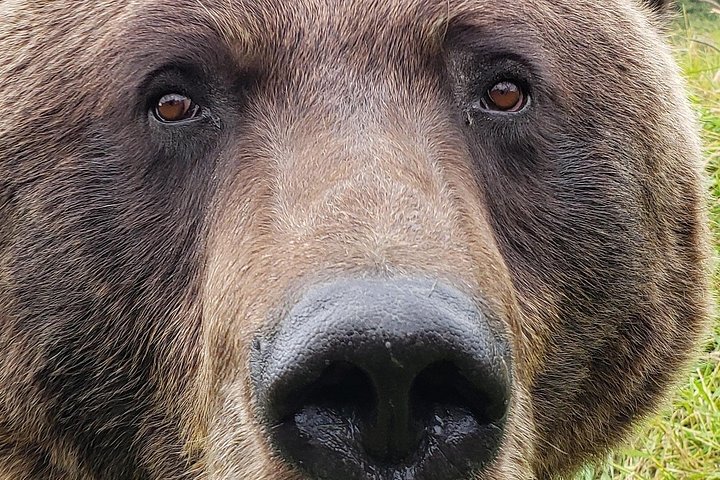 Erkunden Sie Alaskas Wildnis, Tierwelt und Gletscher auf einer malerischen Tour von Anchorage aus, Foto 12 | wizardtrip