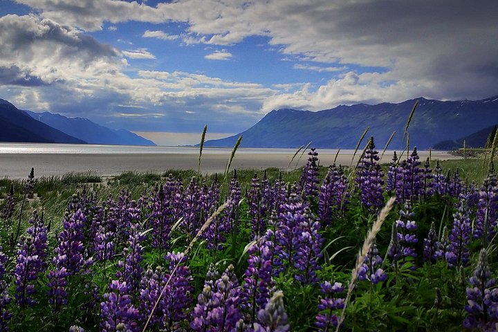 Erkunden Sie Alaskas Wildnis, Tierwelt und Gletscher auf einer malerischen Tour von Anchorage aus, Foto 14 | wizardtrip