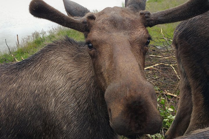 Erkunden Sie Alaskas Wildnis, Tierwelt und Gletscher auf einer malerischen Tour von Anchorage aus, Foto 23 | wizardtrip