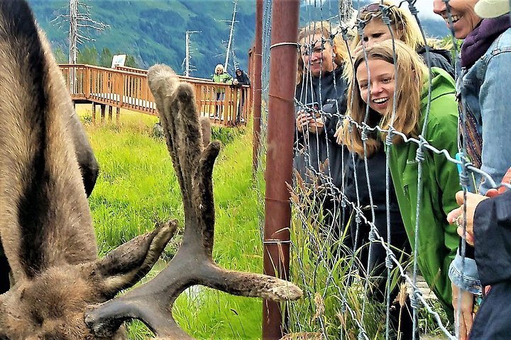 Erkunden Sie Alaskas Wildnis, Tierwelt und Gletscher auf einer malerischen Tour von Anchorage aus, Foto 27 | wizardtrip