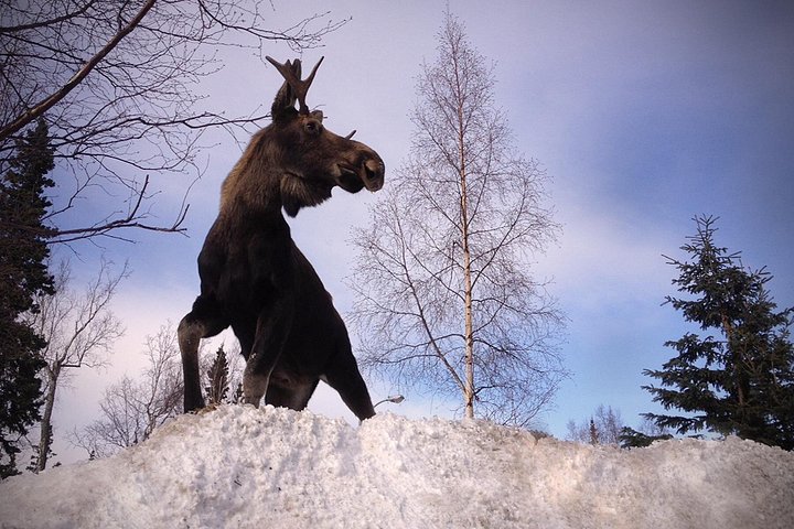 Erkunden Sie Alaskas Wildnis, Tierwelt und Gletscher auf einer malerischen Tour von Anchorage aus, Foto 28 | wizardtrip