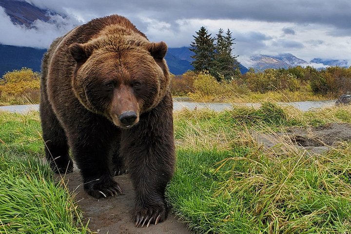 Erkunden Sie Alaskas Wildnis, Tierwelt und Gletscher auf einer malerischen Tour von Anchorage aus, Foto 35 | wizardtrip