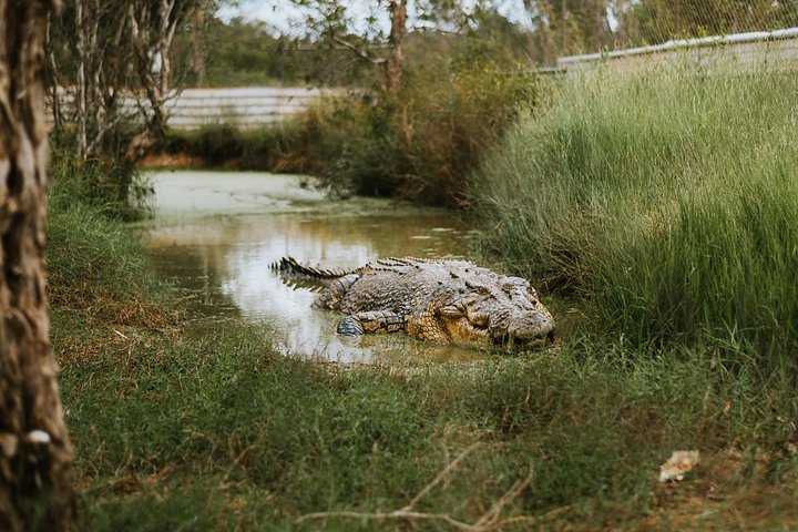ダーウィンのトップエンドを、スリル満点のヘリコプター、エアボート、ワニとの遭遇で体験しましょう、写真7 | wizardtrip