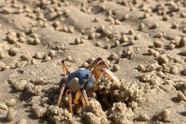 ゴールドコーストのブロードウォーターでのカヤック＆シュノーケルツアー、海の生き物観察、写真11 | wizardtrip