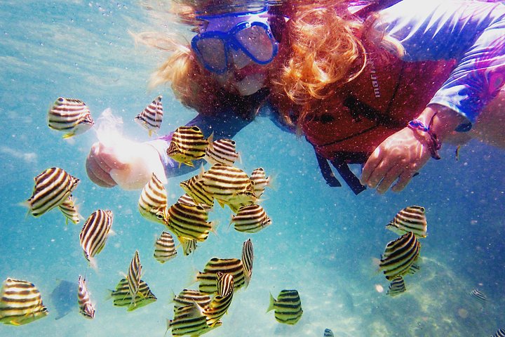 ゴールドコーストのブロードウォーターでのカヤック＆シュノーケルツアー、海の生き物観察、写真33 | wizardtrip
