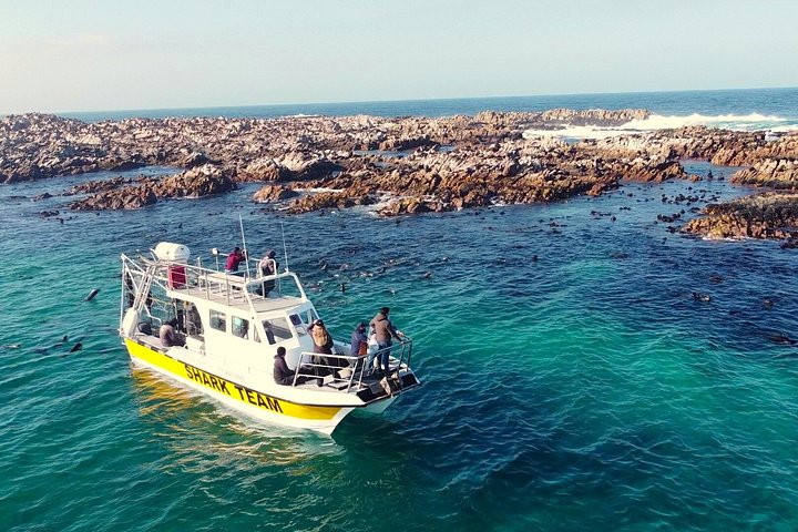 Experimente o emocionante mergulho em gaiola com tubarões-brancos em Gansbaai, África do Sul, foto 8 | wizardtrip