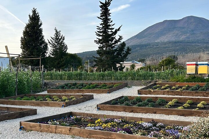 Guidad tur av Pompejis ruiner och ridäventyr på Vesuvius med lunch och vin, foto 20 | wizardtrip
