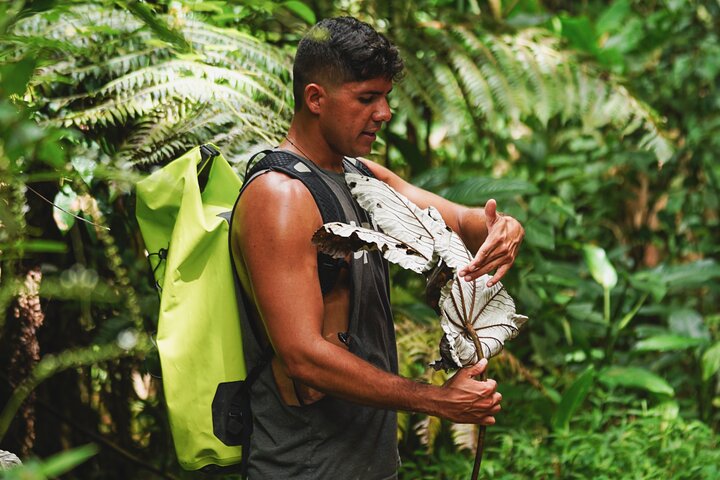 Explore as cascatas, o escorrega aquático e as trilhas exuberantes da Floresta Tropical El Yunque num passeio guiado a partir de San Juan, foto 28 | wizardtrip