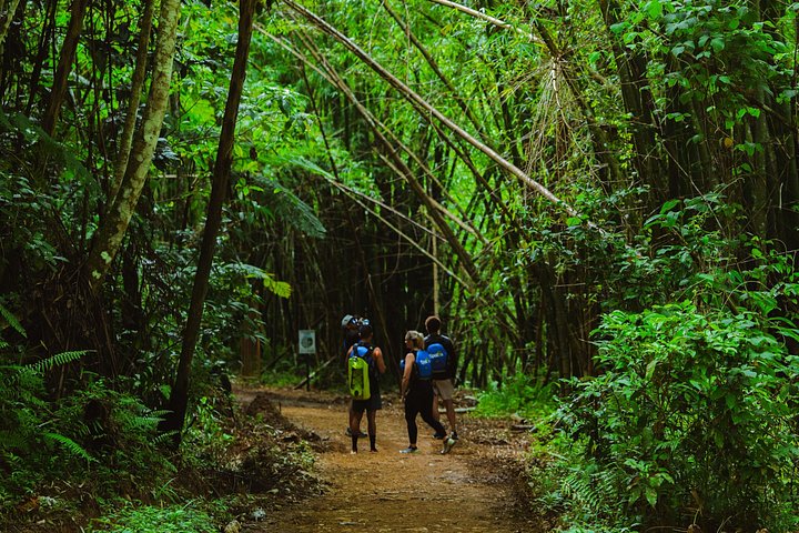 Explore as cascatas, o escorrega aquático e as trilhas exuberantes da Floresta Tropical El Yunque num passeio guiado a partir de San Juan, foto 34 | wizardtrip