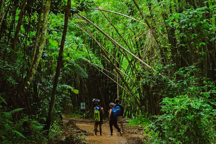 Guidet tur i El Yunque Rainforest i Fajardo, Puerto Rico, med vandrutsjebaner og vandfald, foto 31 | wizardtrip