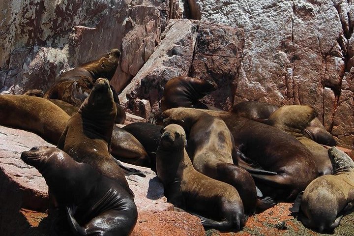 Bootsfahrt zu den Ballestas-Inseln ab Paracas, Peru, mit Tierwelt und Küstenlandschaften, Foto 7 | wizardtrip