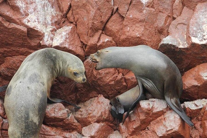 Bootsfahrt zu den Ballestas-Inseln ab Paracas, Peru, mit Tierwelt und Küstenlandschaften, Foto 8 | wizardtrip