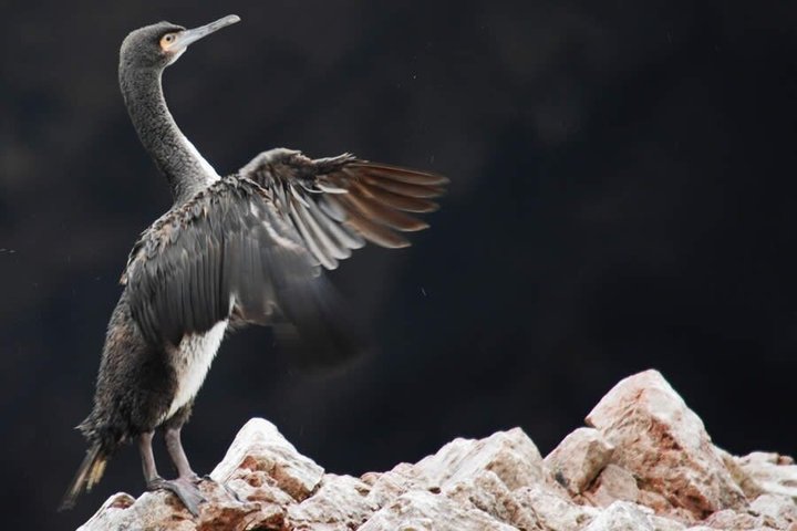 Bootsfahrt zu den Ballestas-Inseln ab Paracas, Peru, mit Tierwelt und Küstenlandschaften, Foto 13 | wizardtrip