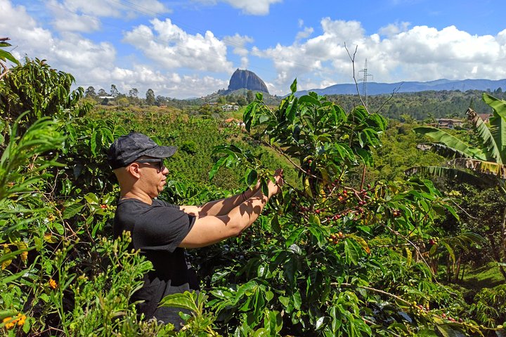 Guatapé & Ferme de café : une aventure colombienne d'une journée | wizardtrip