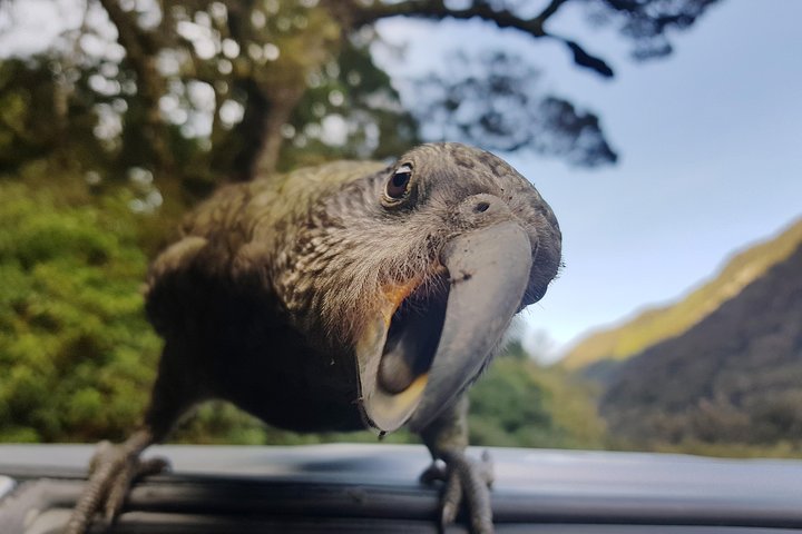 Tour de día completo a Milford Sound desde Te Anau con crucero y caminatas, foto 9 | wizardtrip