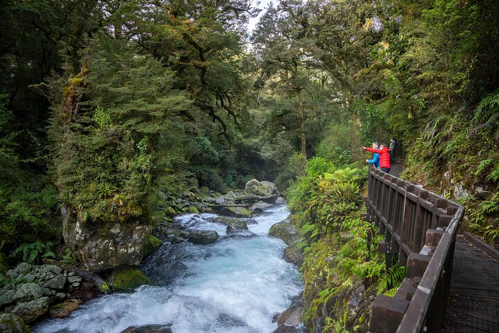 Tour de día completo a Milford Sound desde Te Anau con crucero y caminatas, foto 17 | wizardtrip