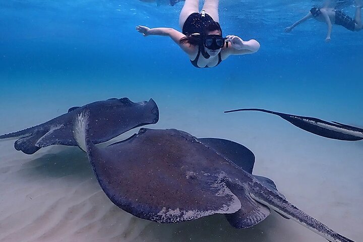 Explorez Stingray City, Starfish Point et Coral Gardens lors d'une visite guidée de la vie marine des îles Caïmans, photo 6 | wizardtrip