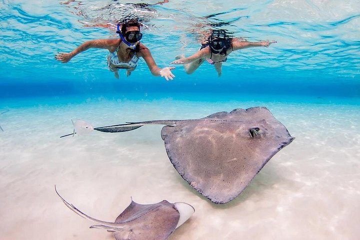 Explorez Stingray City, Starfish Point et Coral Gardens lors d'une visite guidée de la vie marine des îles Caïmans, photo 9 | wizardtrip