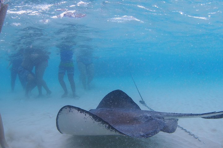 Explorez Stingray City, Starfish Point et Coral Gardens lors d'une visite guidée de la vie marine des îles Caïmans, photo 10 | wizardtrip
