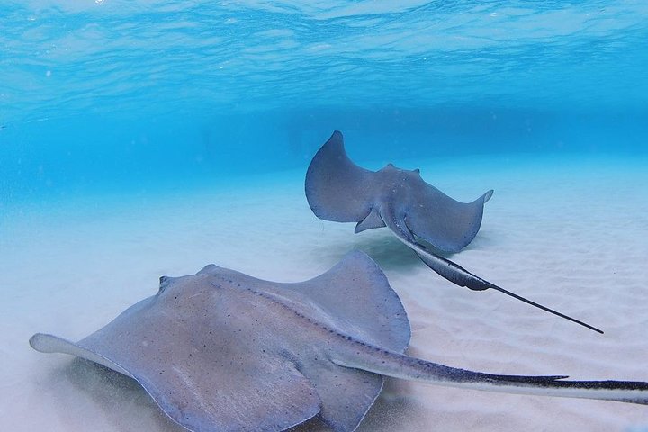 Explorez Stingray City, Starfish Point et Coral Gardens lors d'une visite guidée de la vie marine des îles Caïmans, photo 11 | wizardtrip
