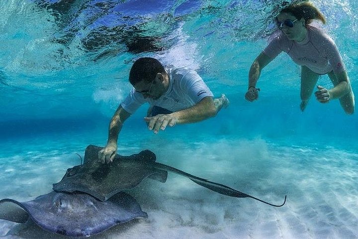 Explorez Stingray City, Starfish Point et Coral Gardens lors d'une visite guidée de la vie marine des îles Caïmans, photo 12 | wizardtrip