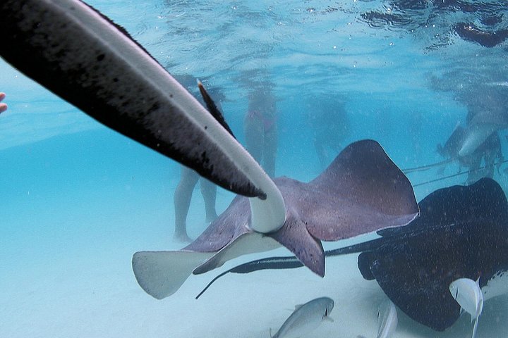 Explorez Stingray City, Starfish Point et Coral Gardens lors d'une visite guidée de la vie marine des îles Caïmans, photo 13 | wizardtrip