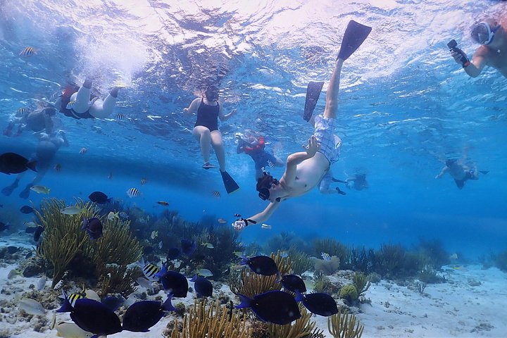 Explorez Stingray City, Starfish Point et Coral Gardens lors d'une visite guidée de la vie marine des îles Caïmans, photo 15 | wizardtrip