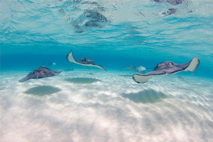 Explorez Stingray City, Starfish Point et Coral Gardens lors d'une visite guidée de la vie marine des îles Caïmans, photo 16 | wizardtrip