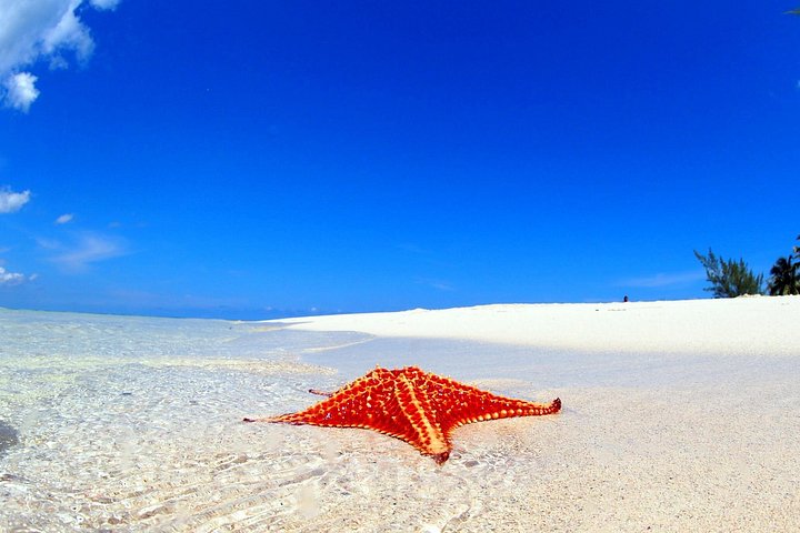 Explorez Stingray City, Starfish Point et Coral Gardens lors d'une visite guidée de la vie marine des îles Caïmans, photo 17 | wizardtrip