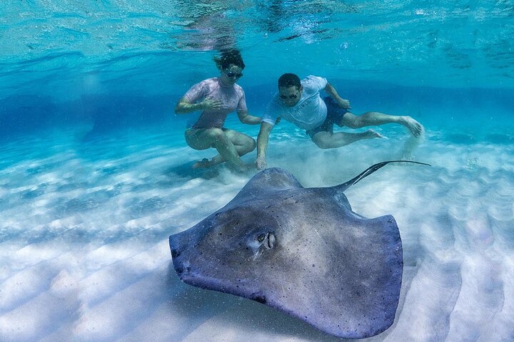 Explorez Stingray City, Starfish Point et Coral Gardens lors d'une visite guidée de la vie marine des îles Caïmans, photo 19 | wizardtrip