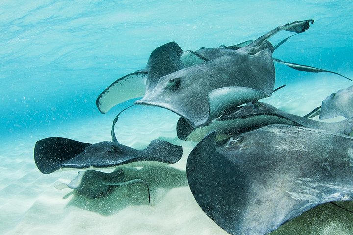 Explorez Stingray City, Starfish Point et Coral Gardens lors d'une visite guidée de la vie marine des îles Caïmans, photo 20 | wizardtrip