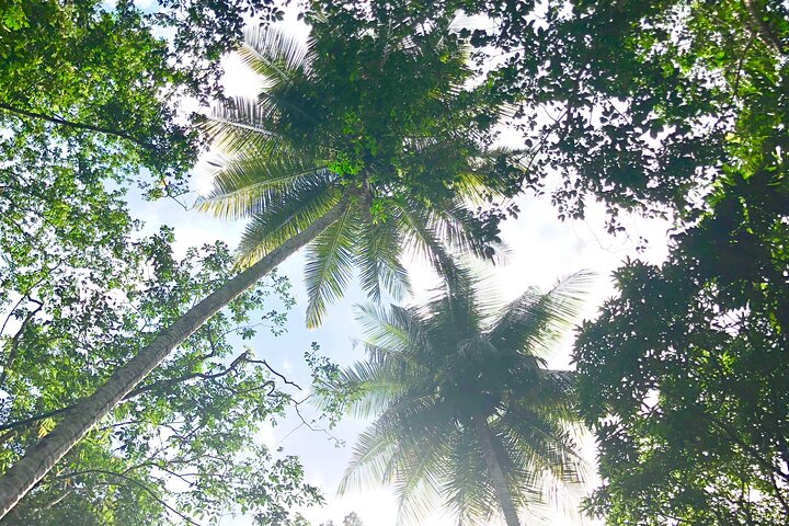Explore Saint Lucia's rainforests and waterfalls on a 4x4 safari, including fruit tasting and community visits, photo 5 | wizardtrip