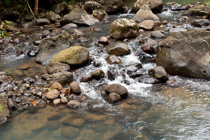 Explore Saint Lucia's rainforests and waterfalls on a 4x4 safari, including fruit tasting and community visits, photo 6 | wizardtrip