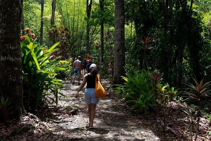 Explore Saint Lucia's rainforests and waterfalls on a 4x4 safari, including fruit tasting and community visits, photo 8 | wizardtrip