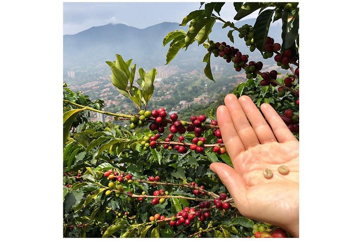 Explorez une ferme et une torréfaction de café colombien près de Medellín, découvrez le processus du grain à la tasse et dégustez, photo 7 | wizardtrip
