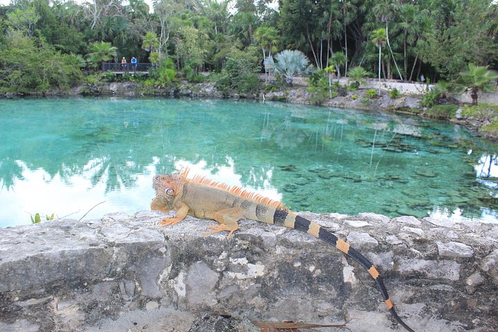 コスメルのチャンカナブ公園での体験ダイビングで、水中生物や洞窟を探検します、写真18 | wizardtrip