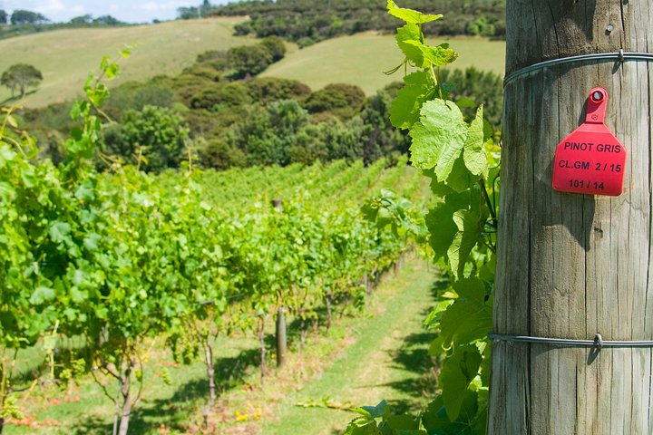Vinprovningstur på Waiheke Island med vingårdsbesök och provningar för små grupper, foto 8 | wizardtrip