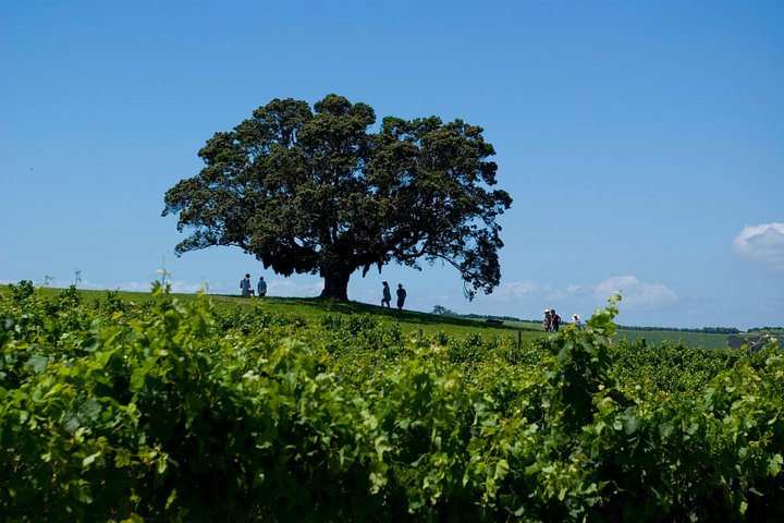 Vinprovningstur på Waiheke Island med vingårdsbesök och provningar för små grupper, foto 9 | wizardtrip