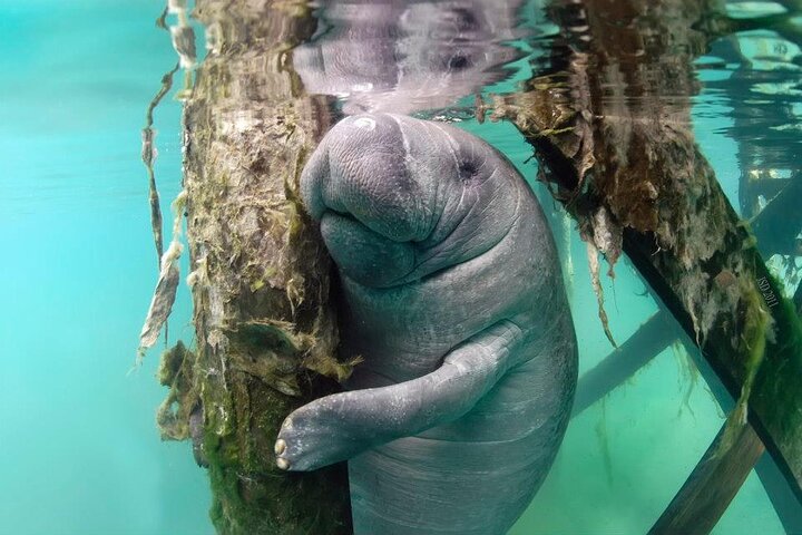 Meest Populaire 3 uur Zeekoe Zwemtour + Gids in het water! | wizardtrip