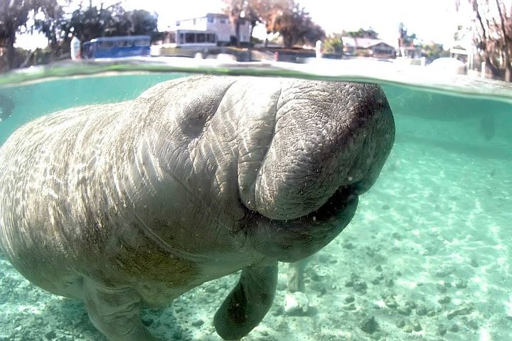 Manatee swim tour in Crystal River, Florida, with guided snorkeling and boat ride, photo 7 | wizardtrip