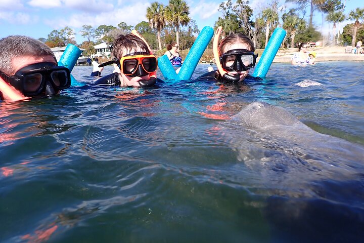Manatee swim tour in Crystal River, Florida, with guided snorkeling and boat ride, photo 8 | wizardtrip
