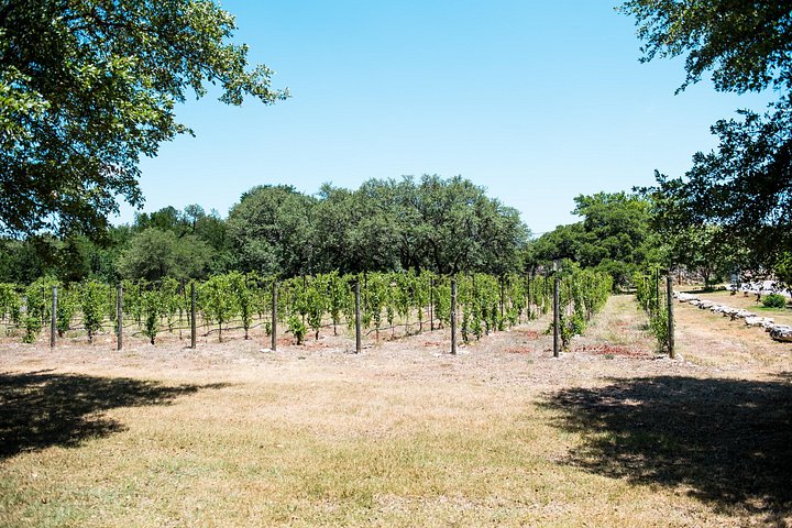 Tour en traslado a BBQ y bodegas de Texas Hill Country desde Austin, foto 15 | wizardtrip