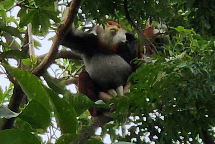 Red Shanked Douc Langur Watching Tour in Da Nang | wizardtrip