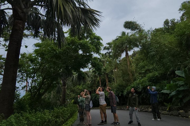 Se utrydningstruede Red-Shanked Douc Langurs i deres naturlige habitat på Son Tra-halvøya, Da Nang, foto 8 | wizardtrip