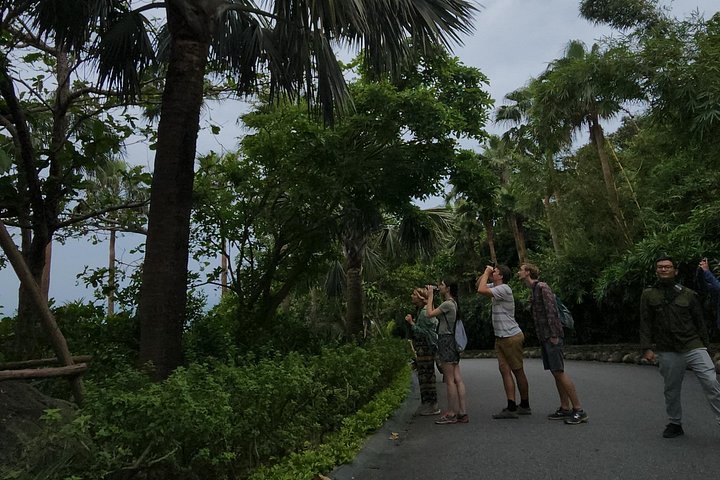 Se utrydningstruede Red-Shanked Douc Langurs i deres naturlige habitat på Son Tra-halvøya, Da Nang, foto 9 | wizardtrip
