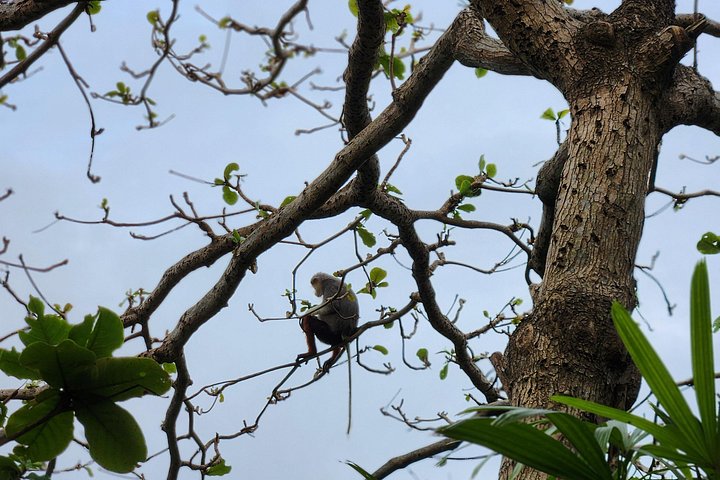 Se utrydningstruede Red-Shanked Douc Langurs i deres naturlige habitat på Son Tra-halvøya, Da Nang, foto 10 | wizardtrip