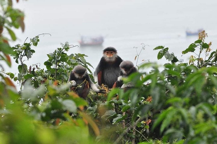Se utrydningstruede Red-Shanked Douc Langurs i deres naturlige habitat på Son Tra-halvøya, Da Nang, foto 11 | wizardtrip